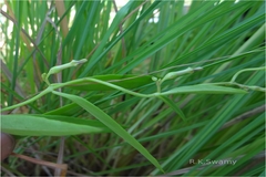 Ceropegia bulbosa var. lushii